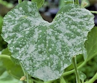 Powdery mildew